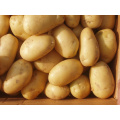 Good Quality for Exporting Fresh Potato